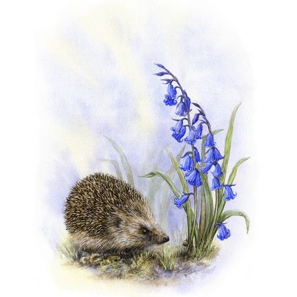 Art Print of Hedgehog & Bluebells - Woodland Animal Wall Decor